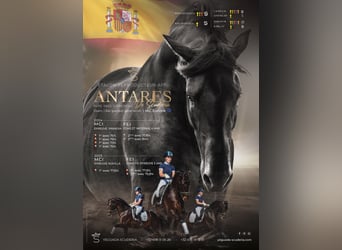 PRE, Stallion, 5 years, 16 hh, Smoky-Black