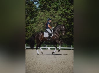 PRE, Stallion, 5 years, 16 hh, Smoky-Black