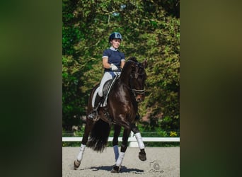 PRE, Stallion, 5 years, 16 hh, Smoky-Black