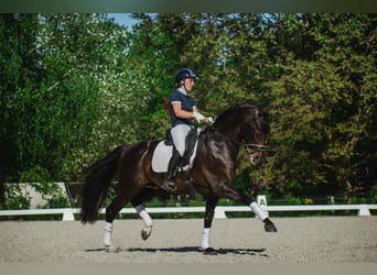 PRE, Stallion, 5 years, 16 hh, Smoky-Black