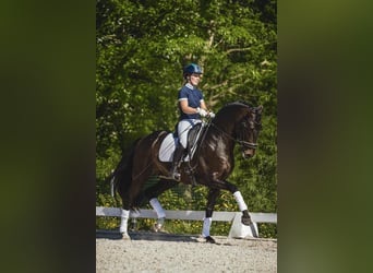 PRE, Stallion, 5 years, 16 hh, Smoky-Black
