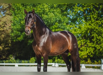PRE, Stallion, 5 years, 16 hh, Smoky-Black