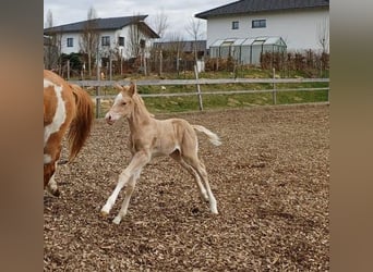 Quarter Pony, Stallion, Foal (04/2025), 14.2 hh, Palomino
