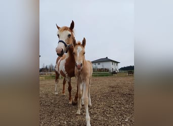 Quarter Pony, Stallion, Foal (04/2025), 14.2 hh, Palomino