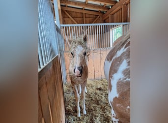 Quarter Pony, Stallion, Foal (04/2025), 14.2 hh, Palomino