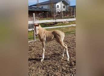Quarter Pony, Stallion, Foal (04/2025), 14.2 hh, Palomino