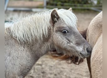 Shetland Ponies, Stallion, Foal (05/2025), 10.1 hh, Leopard-Piebald