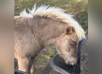 Shetland Ponies, Stallion, Foal (05/2025), 10.1 hh, Leopard-Piebald