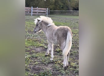 Shetland Ponies, Stallion, Foal (05/2025), 10.1 hh, Leopard-Piebald