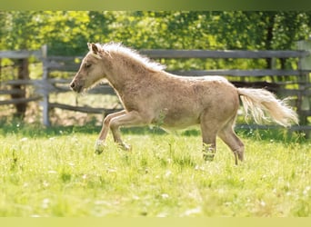 Shetland Ponies, Stallion, Foal (05/2025), 10.1 hh, Leopard-Piebald