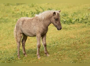 Shetland Ponies, Stallion, Foal (05/2025), 10.1 hh, Leopard-Piebald