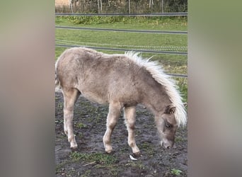 Shetland Ponies, Stallion, Foal (05/2025), 10.1 hh, Leopard-Piebald