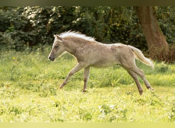 Shetland Ponies, Stallion, Foal (05/2025), 10.1 hh, Leopard-Piebald