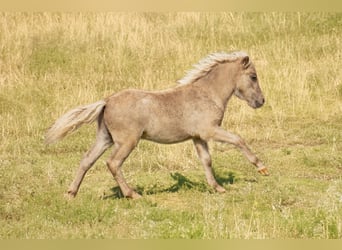 Shetland Ponies, Stallion, Foal (05/2025), 10.1 hh, Leopard-Piebald