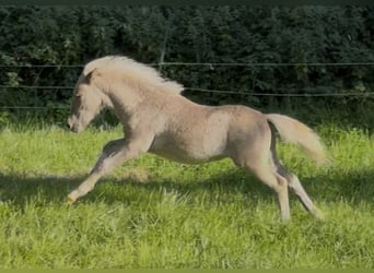 Shetland Ponies, Stallion, Foal (05/2025), 10.1 hh, Leopard-Piebald