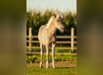 Shetland Ponies, Stallion, Foal (05/2025), 10.1 hh, Leopard-Piebald
