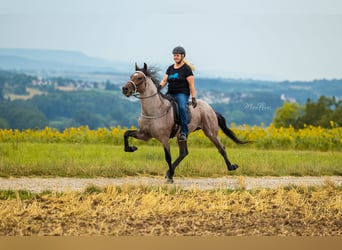 Speed Racking Horse, Stallion, 12 years, 15.2 hh, Roan-Bay