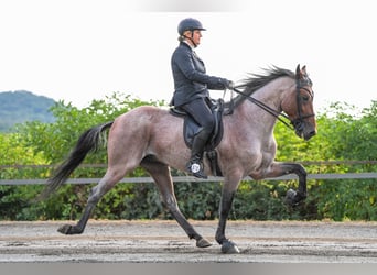Speed Racking Horse, Stallion, 12 years, 15.2 hh, Roan-Bay