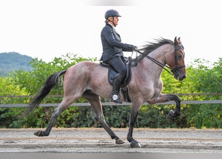 Speed Racking Horse, Stallion, 12 years, 15.2 hh, Roan-Bay