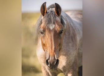 Speed Racking Horse, Stallion, 12 years, 15.2 hh, Roan-Bay