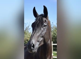 Swiss Warmblood, Gelding, 10 years, 17 hh, Black Swiss Warmblood, Gelding, 10 years, 17 hh, Black