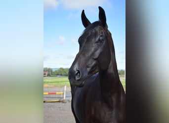 Swiss Warmblood, Gelding, 10 years, 17 hh, Black Swiss Warmblood, Gelding, 10 years, 17 hh, Black