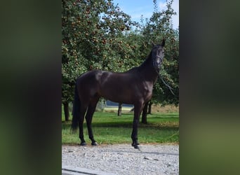 Swiss Warmblood, Gelding, 10 years, 17 hh, Black Swiss Warmblood, Gelding, 10 years, 17 hh, Black