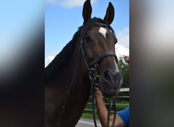 Swiss Warmblood, Mare, 14 years, 17.1 hh, Brown Swiss Warmblood, Mare, 14 years, 17.1 hh, Brown
