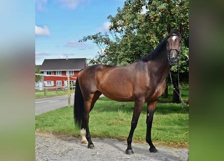 Swiss Warmblood, Mare, 14 years, 17.1 hh, Brown