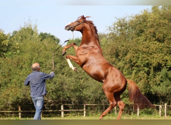Thoroughbred, Stallion, 6 years, 16 hh, Chestnut-Red