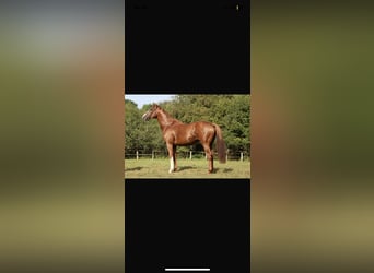 Thoroughbred, Stallion, 6 years, 16 hh, Chestnut-Red