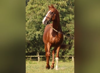 Thoroughbred, Stallion, 6 years, 16 hh, Chestnut-Red