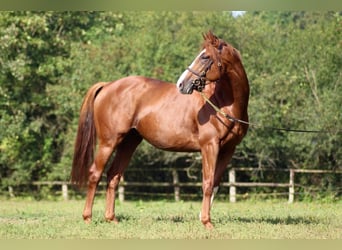 Thoroughbred, Stallion, 6 years, 16 hh, Chestnut-Red