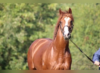 Thoroughbred, Stallion, 6 years, 16 hh, Chestnut-Red