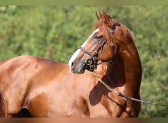 Thoroughbred, Stallion, 6 years, 16 hh, Chestnut-Red