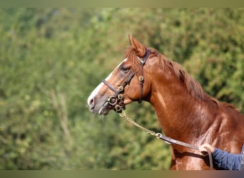 Thoroughbred, Stallion, 6 years, 16 hh, Chestnut-Red