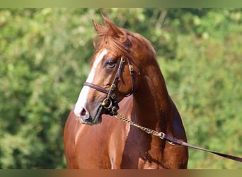 Thoroughbred, Stallion, 6 years, 16 hh, Chestnut-Red