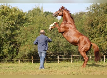 Thoroughbred, Stallion, 6 years, 16 hh, Chestnut-Red