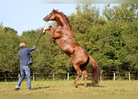 Thoroughbred, Stallion, 6 years, 16 hh, Chestnut-Red