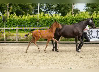 Trakehner, Stallion, Foal (06/2025), Brown