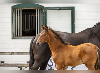 Trakehner, Stallion, Foal (06/2025), Brown