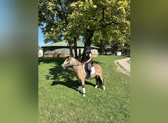 Welsh A (Mountain Pony), Gelding, 9 years, 11.3 hh, Dun
