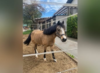 Welsh A (Mountain Pony), Gelding, 9 years, 11.3 hh, Dun
