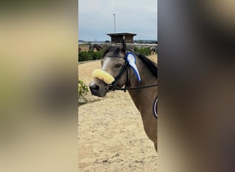 Welsh A (Mountain Pony), Gelding, 9 years, 11.3 hh, Dun