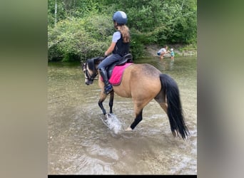 Welsh A (Mountain Pony), Gelding, 9 years, 11.3 hh, Dun