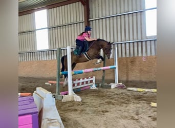 Welsh D (Cob), Gelding, 9 years, 13.2 hh, Bay