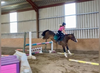 Welsh D (Cob), Gelding, 9 years, 13.2 hh, Bay
