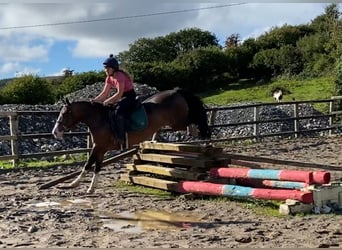 Welsh D (Cob), Gelding, 9 years, 13.2 hh, Bay
