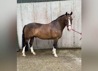 Welsh D (Cob), Gelding, 9 years, 13.2 hh, Bay