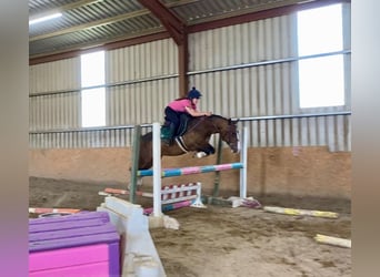Welsh D (Cob), Gelding, 9 years, 13.2 hh, Bay